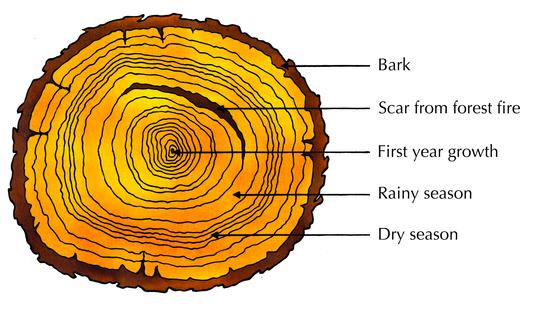 xylem cell walls are thick. Rings may be thicker in some years than in others, depending on the amount of rain and nutrients received.