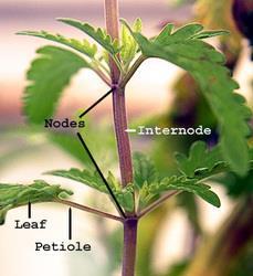 Stems have four main functions. Support for the plant as it holds leaves, flowers and fruits upright above the ground.