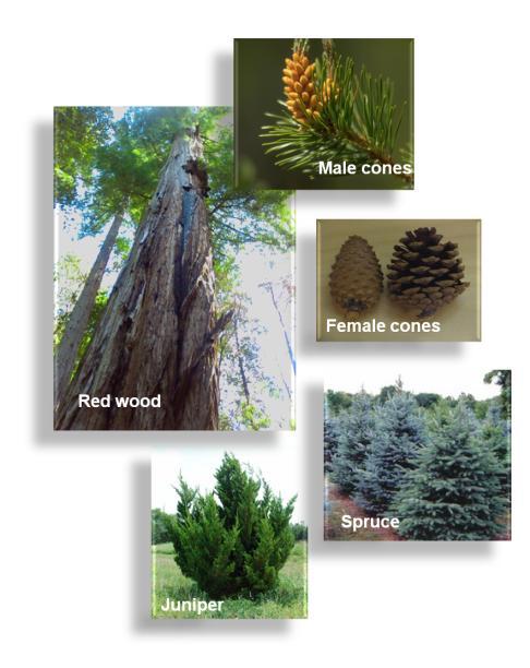 Examples include pine, spruce, juniper, redwood, and cedar trees.