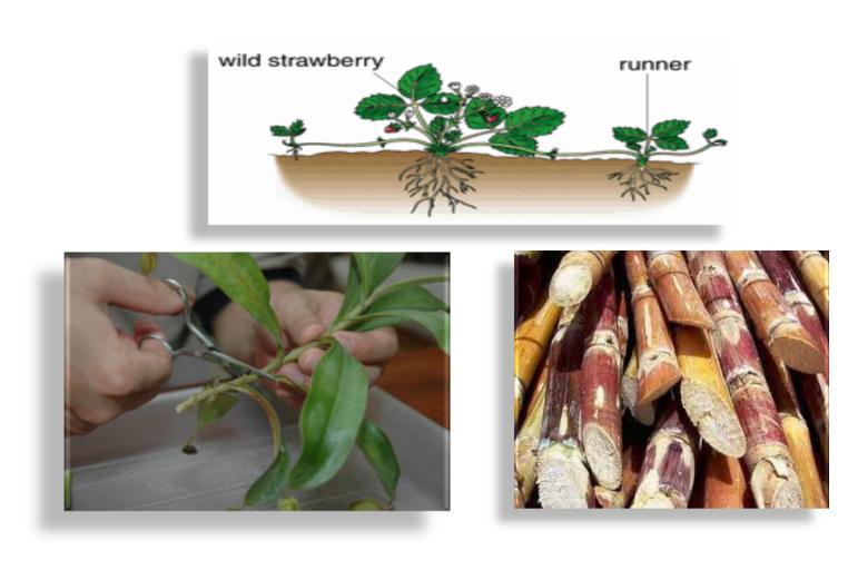 produce new plants such as: - These are underground stems. The eyes or buds of tubers, for example, grow into roots and shoots to produce a new plant.