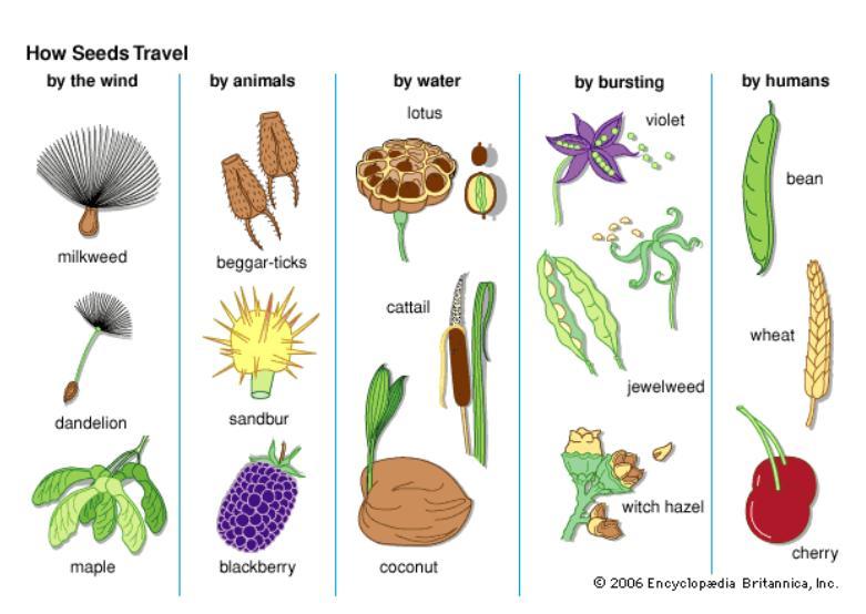 Dormancy allows various species to survive in particular environments.