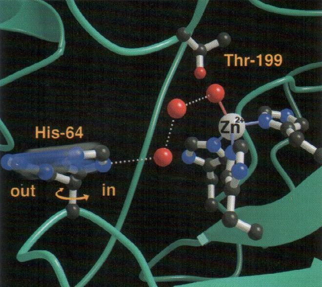 3 Metal Ion Catalysis Two classes of metal ion dependent enzymes 1) Metalloenzymes contain tightly bound transition metal ions (eg.