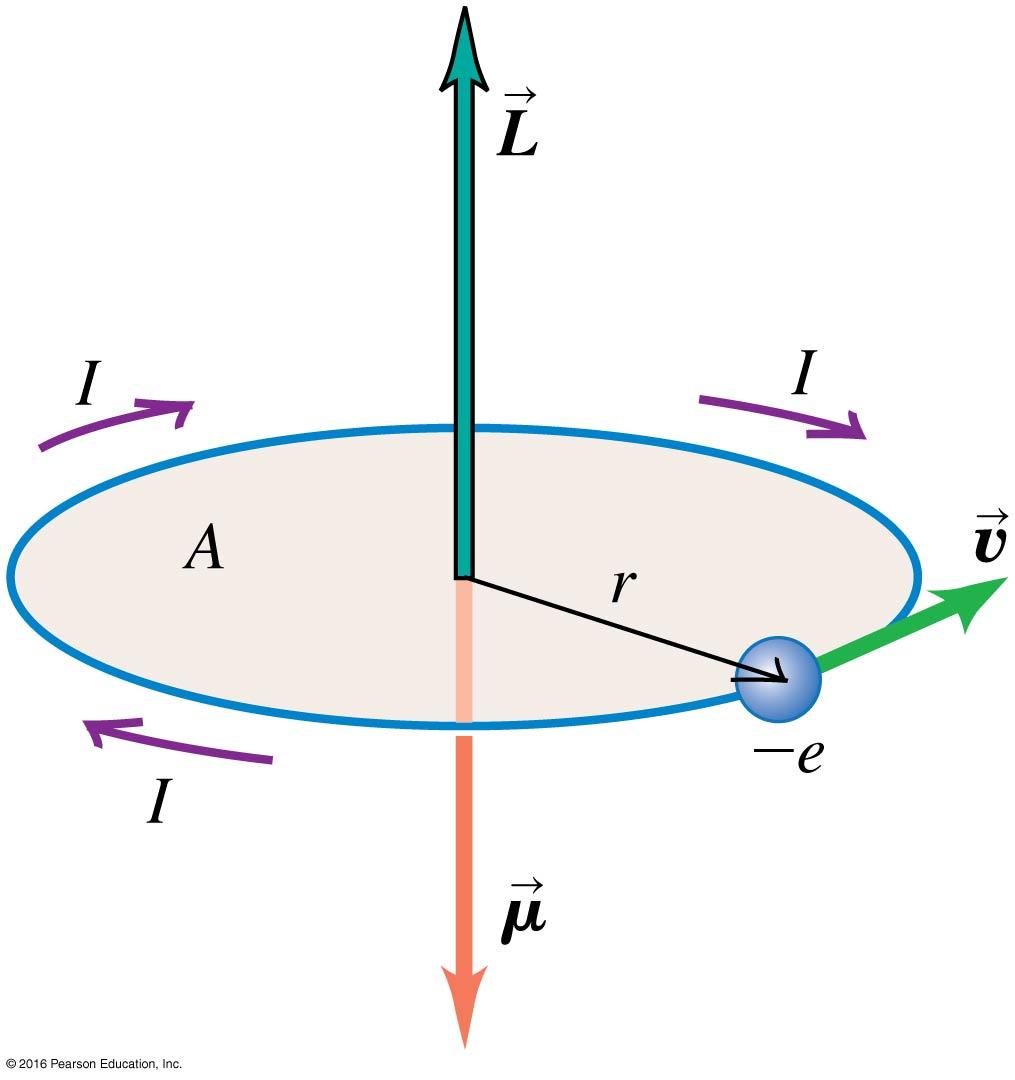 The Bohr Magneton In the Bohr model of the atom, electrons move in circular orbits about the nucleus.
