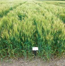 Wheat research plot demonstrating a dual foliar fungicide application at