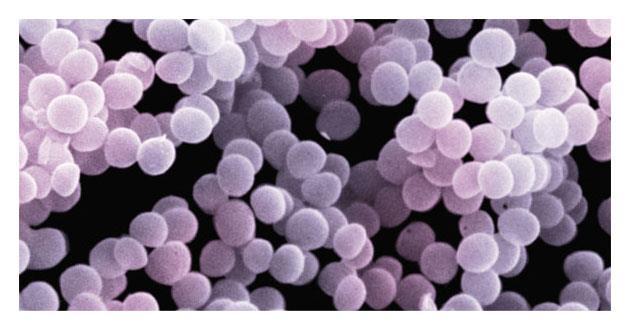 CONNECTION SEM 2,800 Some bacteria cause disease Pathogenic bacteria cause