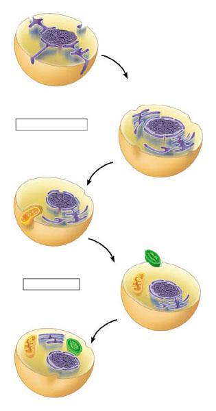 Endosymbiosis Theory of the Origin of Eukaryotes - A model of the origin of eukaryotes Cytoplasm Plasma membrane Ancestral prokaryote Endoplasmic reticulum Nucleus Nuclear envelope Membrane infolding