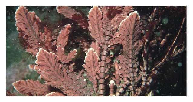 Protists Red algae and green algae are the closest relatives of land