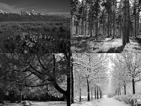 Temperate Deciduous Forests Four seasons -