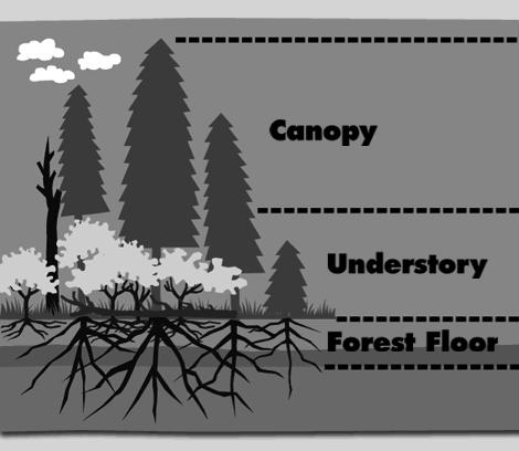 Temperate Deciduous Forests Layers: forest canopy! understory!