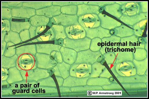 Leaf Epidermis Stomata are openings through which plants can