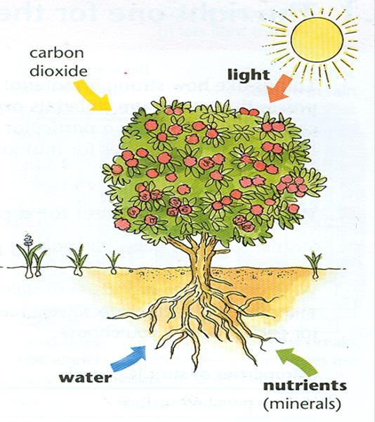 Plants are different from animals because they can make their own food, they are known as producers.
