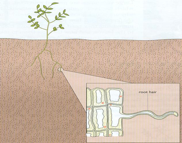 Plant roots also take in water and dissolved nutrients