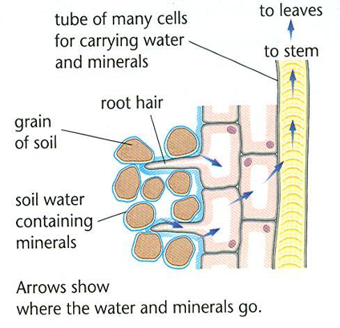 2. Circulation Water and nutrients are transported from the root to the plant