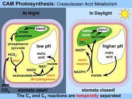 CAM Plants Crassulacean Acid Metabolism (CAM) is a metabolic pathway, used mostly by succulent plants, in which the Calvin cycle and the C4 cycle are separated in time for better efficiency of CO2