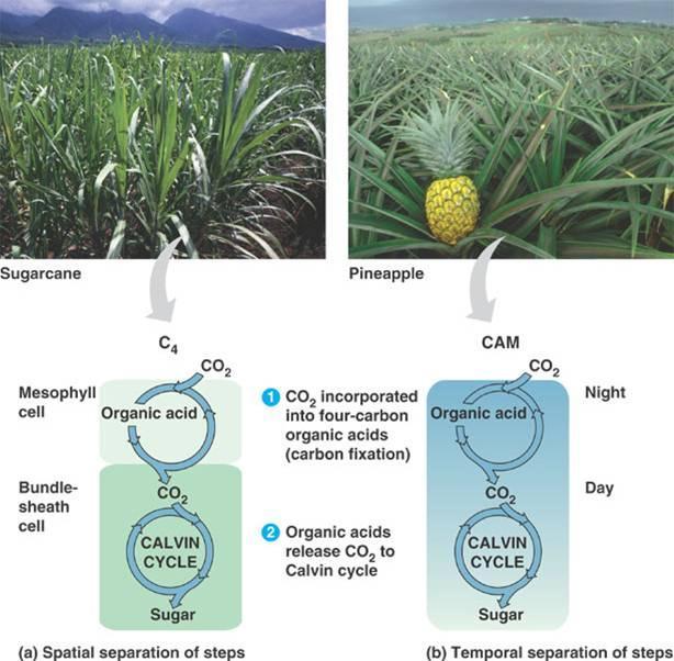 Figure 4: C4 cycle and Cam plants, a) Some C4 plants, such as sugarcane, control the location of the C4 and Calvin cycles.