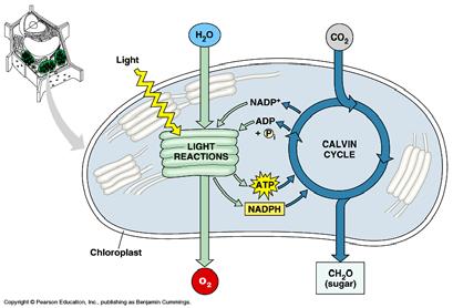 C3 photosynthesis highlights Large N requirement for enzymes (~50% of foliar N) Dependence on products of