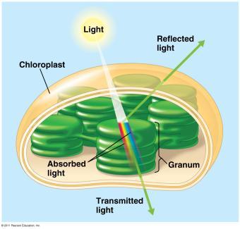 Interaction of light with chloroplasts Pigments absorb different λ of light