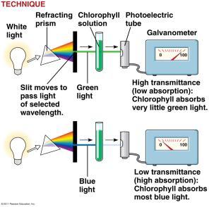 (blue-green): light reaction, converts solar to chemical E chlorophyll b