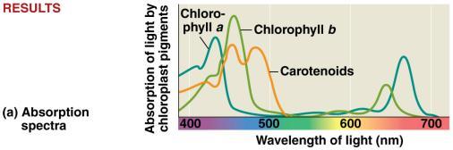 photoprotection, broaden color spectrum for photosynthesis Action Spectrum: