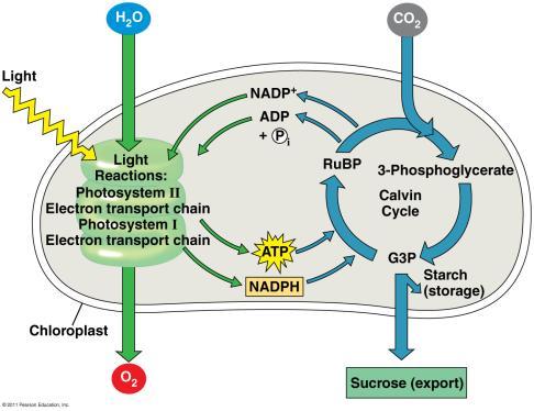 Photosynthesis H 2 O split chemiosmosis Light Reaction ETC ATP energized electrons NADPH using involves both in which Reduce NADP+ to