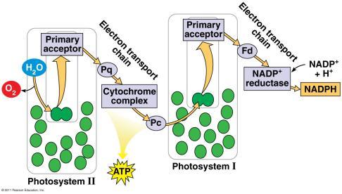 LIGHT REACTIONS CALVIN CYCLE MITOCHONDRIA CHLOROPLAST RESPIRATION PHOTOSYNTHESIS Plants + Animals Needs O 2 and food Produces CO 2, H 2 O and ATP, NADH Occurs in mitochondria membrane & matrix