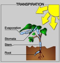 Transpiration When it is sunny the plant will photosynthesise more