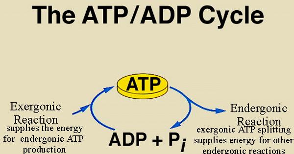 Adenosine Triphosphate ATP A.
