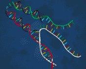 (Self-assembly) DNA