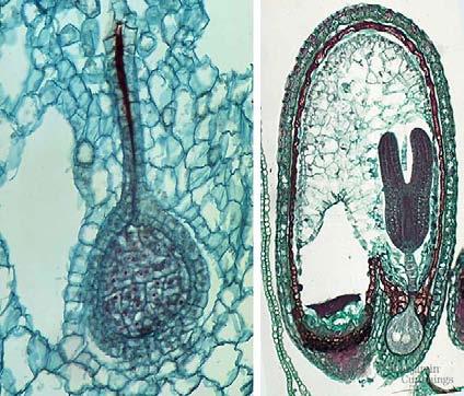 Multicellular dependent embryos transfer of nutrients from maternal tissue to embryo embryo of liverwort embryo of angiosperm This is analogous to the nutrient -transferring