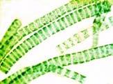 green algae endosymbiosis