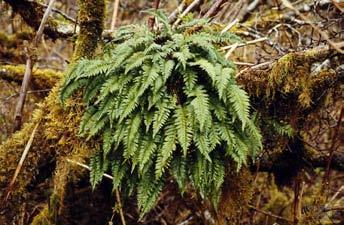 Pteridophytes: ferns Characteristics vascular water transport system xylem, phloem,