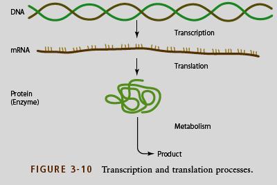 5. Effect of pathogens on transcription and translation Transcription of cellular DNA into messenger RNA and translation of messenger RNA to produce proteins are two of the most basic, general, and