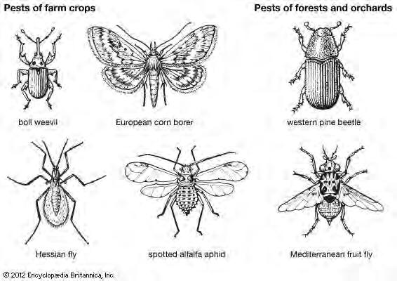Common pests (easy to forget where they came from) From Europe (Italy or Hungary), arrived early 1900 s From Mexico or Central America, arrived 1892 Native to western North America From Asia through