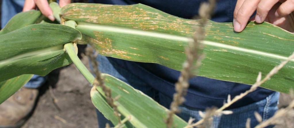 Invasive species can harm the economy Bacterial leaf streak of corn, caused by Xanthomonas vasicola, first found in