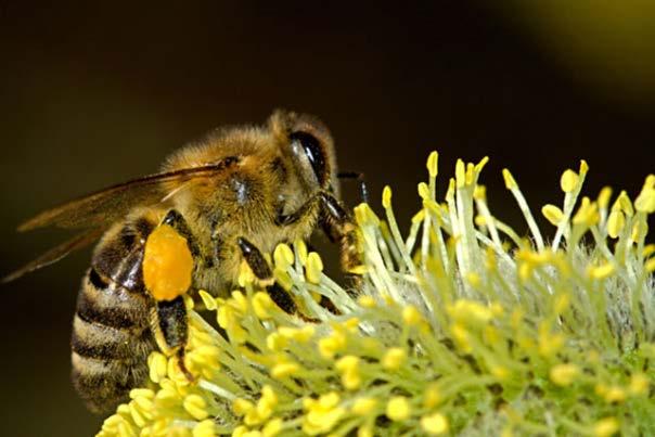 Creating Pollinator Friendly
