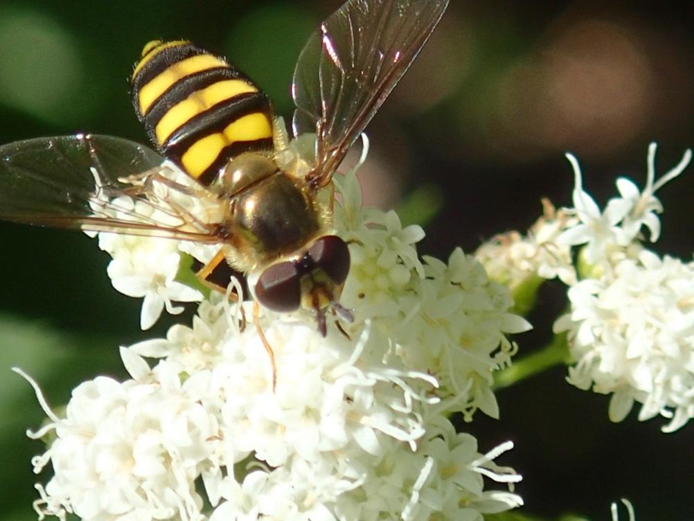 Opt for Native Plants Support wider diversity of pollinators