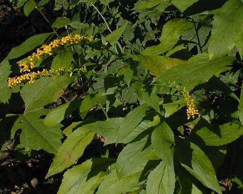 Elm-leafed Goldenrod