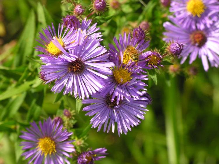 Asters Many native