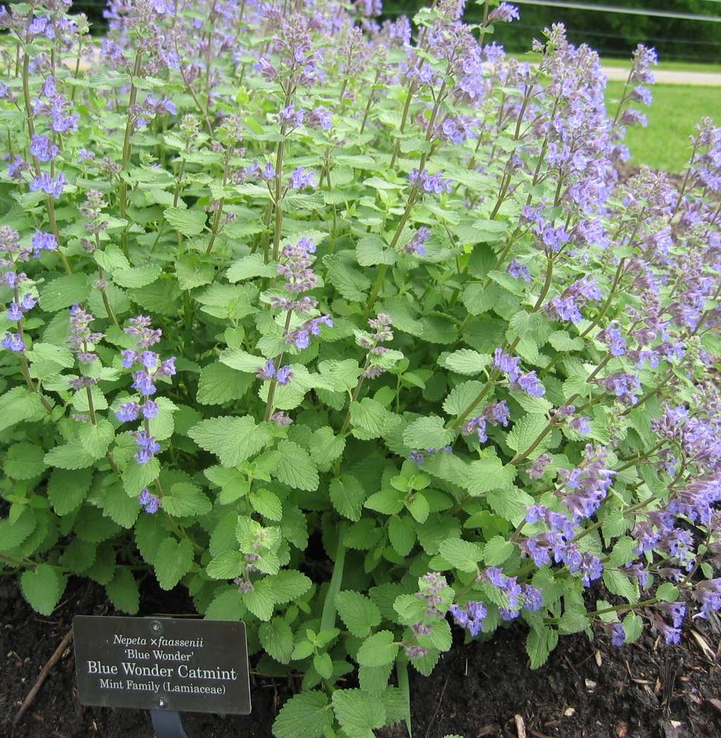 Catmint Nepeta x faassenii Height: 12-36 inches Blooms lavender blue May til frost