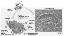 Golgi Apparatus Vesicle transport protein budding from rough ER