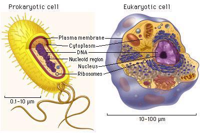 Bacteria outline-- CHAPTER 19 Bacteria Structure and Function Prokaryote & Eukaryote Evolution Cellular Evolution Current evidence indicates that eukaryotes evolved from prokaryotes between 1 and 1.