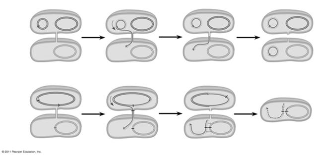 the F plasmid function as DNA donors during conjugation Cells without the F factor function as DNA recipients during conjugation The F factor is transferable during conjugation F + cell (donor)