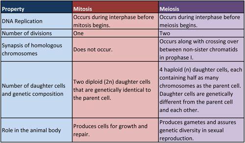On the other hand mitosis is the process where a single cell divides into two daughter cells with the same amount of genetic information.