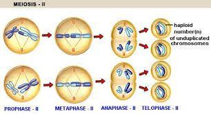 - The sister chromatids that were created stick together and this is what is different from mitosis and meiosis II 5.