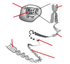 B2.3 - DNA Label the following diagram There are two strands in a molecule of DNA that are coiled together to form a spiral known as a. The two strands are by chemicals known as bases.