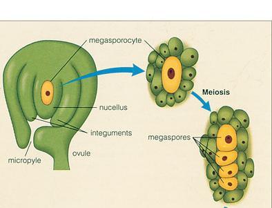 Sexual Reproduction in Plants The ovule is the site of meiosis and ultimately the formation of the seed. The megasporocyte divides by meiosis to produce the haploid megaspores.