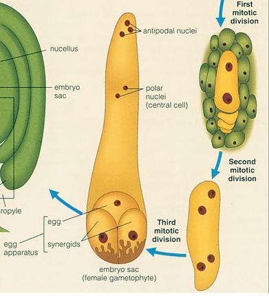 A unique part of the life cycle of angiosperms is double-fertilization. In double-fertilization, the two sperm nuclei in the pollen tube each participate in a fertilization event.