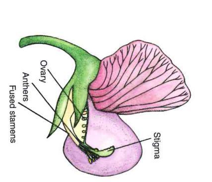 Self-fertilization/Self-pollination The presence of both male and female gametophytes within the same flower on the same plant raises the possibility of self-pollination.