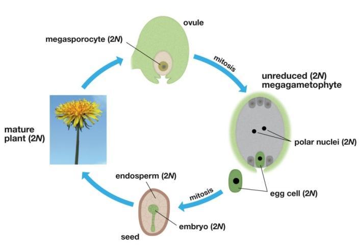 Apomixis involves the production of seeds directly from diploid maternal cells.