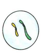 Polyploidy Chromosome number increases can occur if homologous chromosomes fail to separate during Meiosis I.